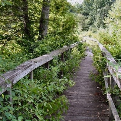 Wooden boardwalk-raised nature trail